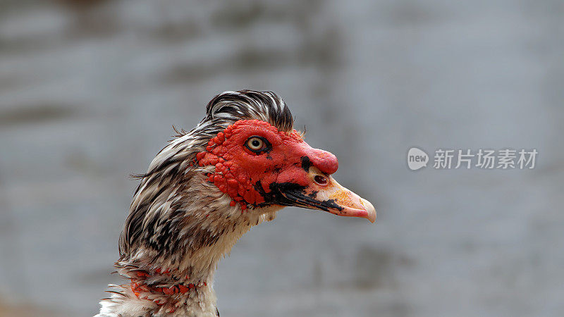 番鸭(Cairina moschata)